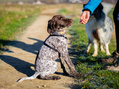 pamlsky pre šteniatko